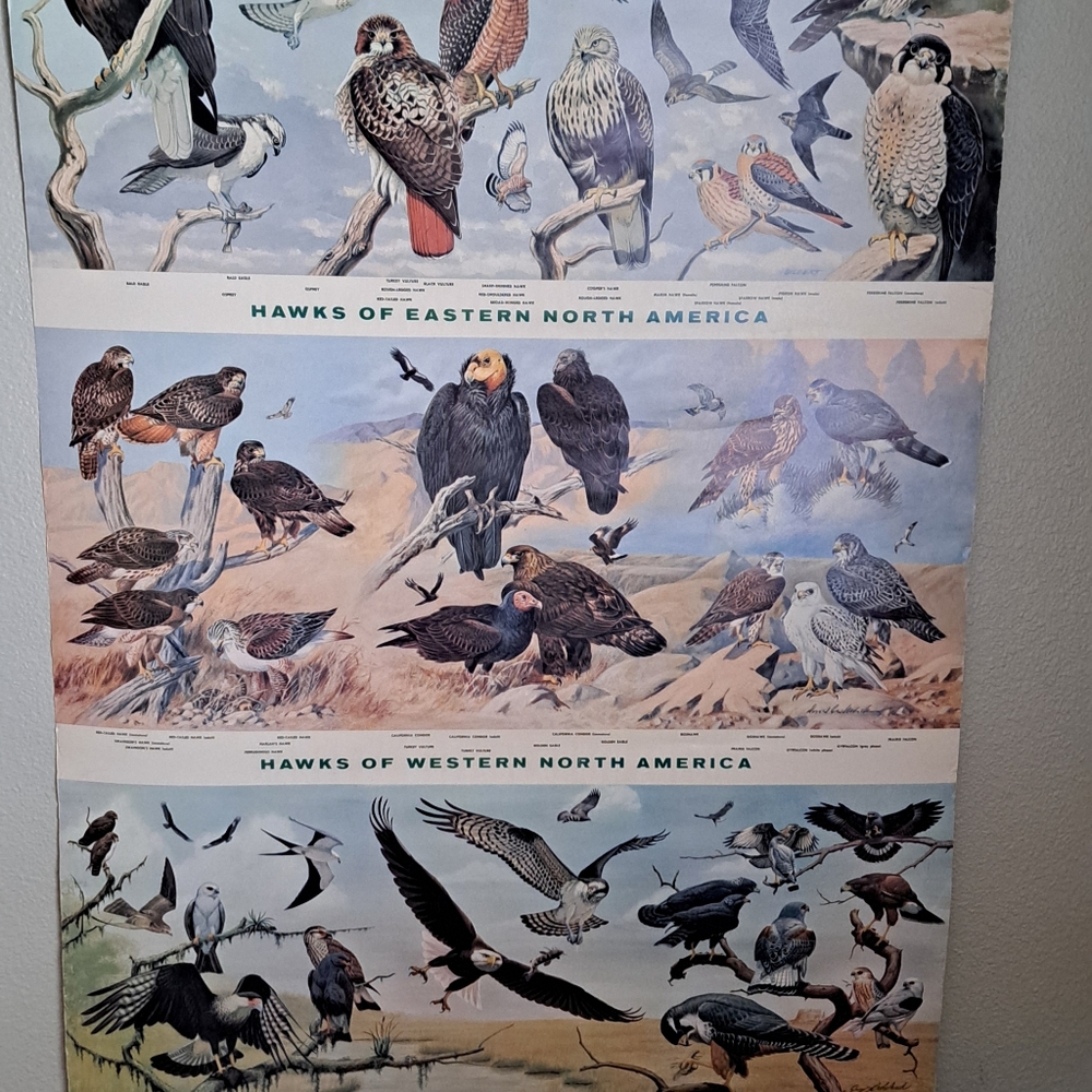 Vintage Audubon Hawk Chart National Audubon Society 1966 - Picture 2 of 6